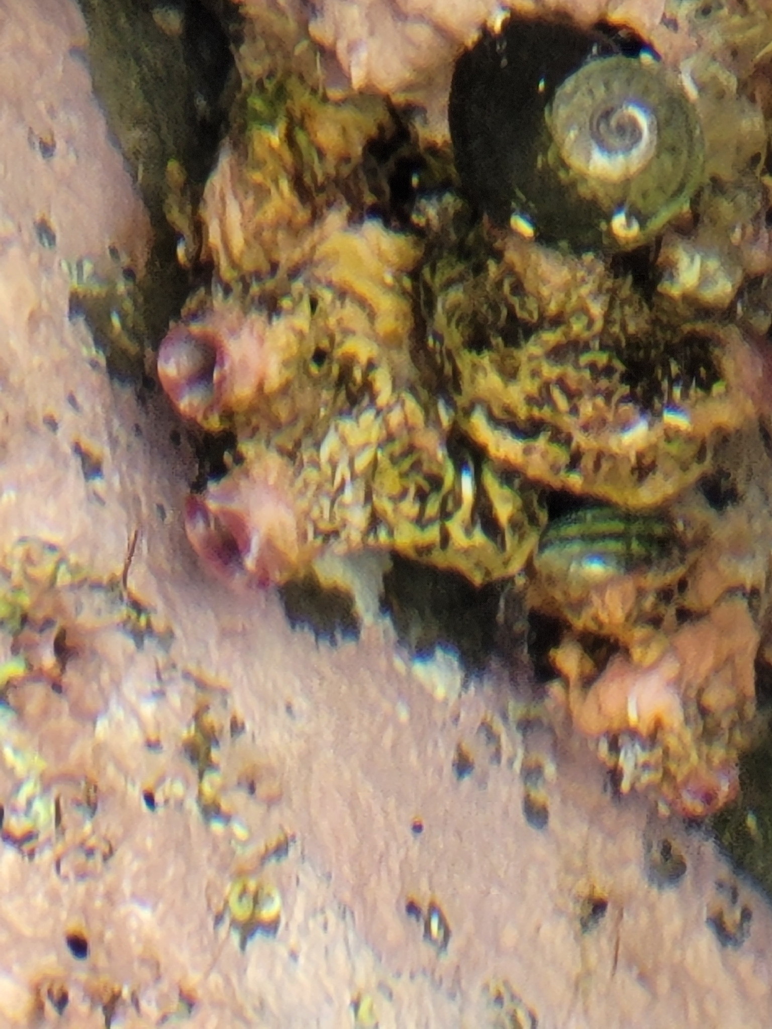 Cnemidocarpa nisiotis (Sluiter, 1900)