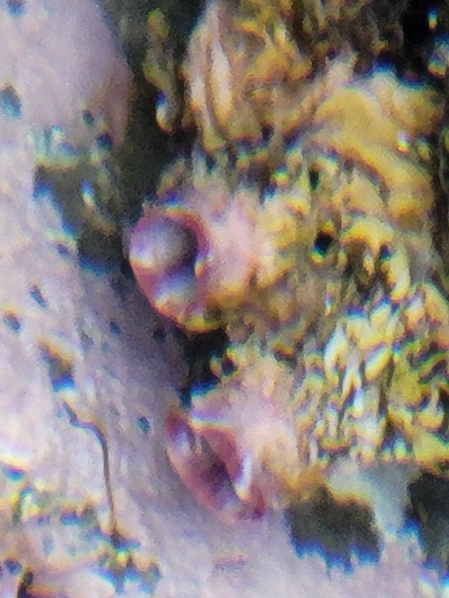 Cnemidocarpa nisiotis (Sluiter, 1900)