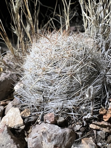 Duncan's Foxtail Cactus (Escobaria duncanii)