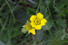 Geum capense