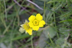 Geum capense