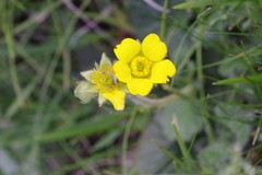 Geum capense