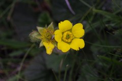 Geum capense