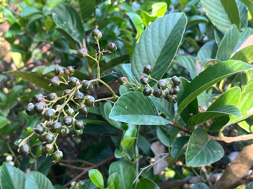 Sandpaper Vine (Tetracera sarmentosa)