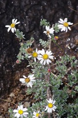 Eumorphia prostrata