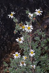 Eumorphia prostrata