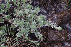 Eumorphia prostrata