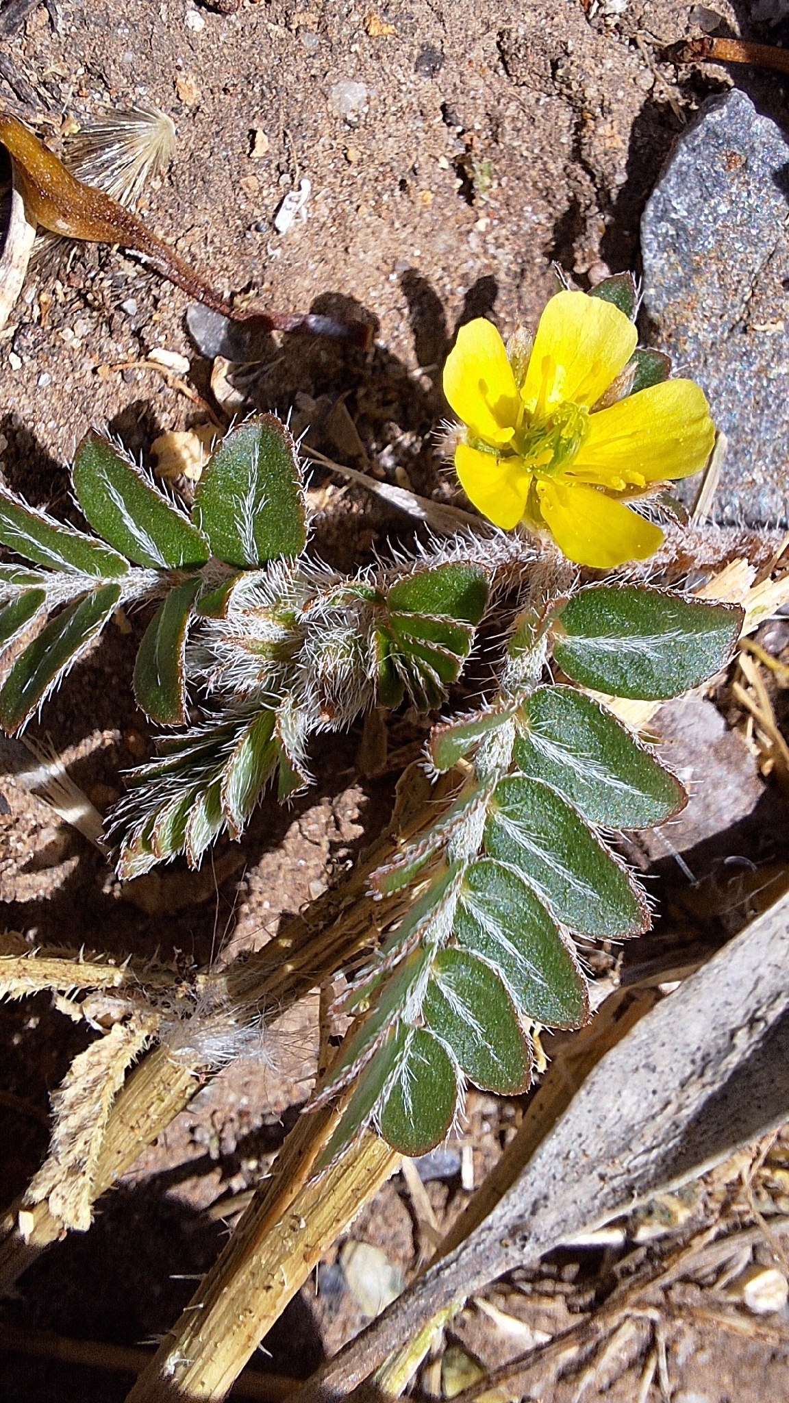 Imagem de Tribulus terrestris