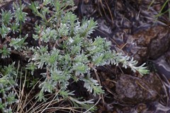Eumorphia prostrata