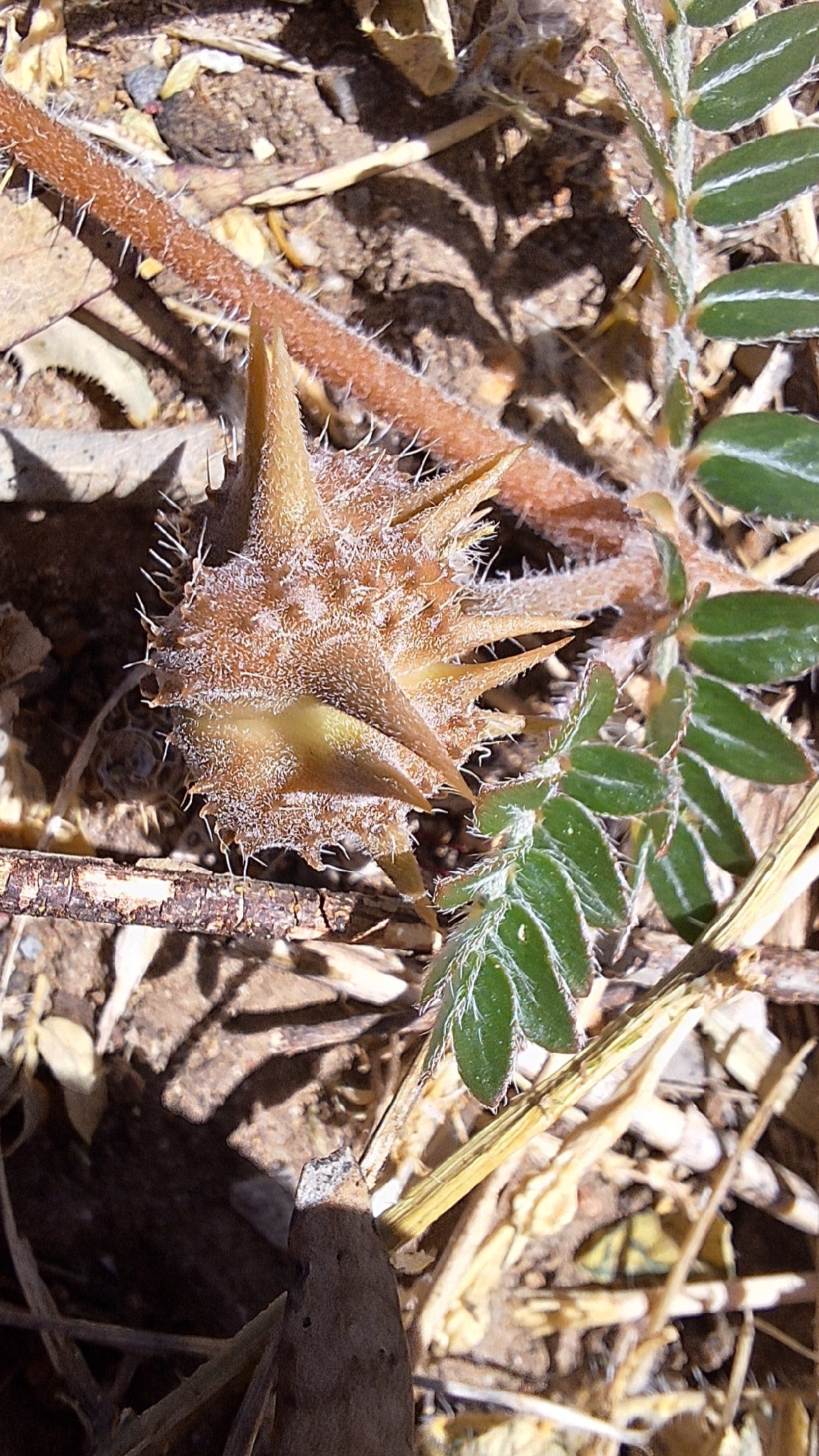 Imagem de Tribulus terrestris