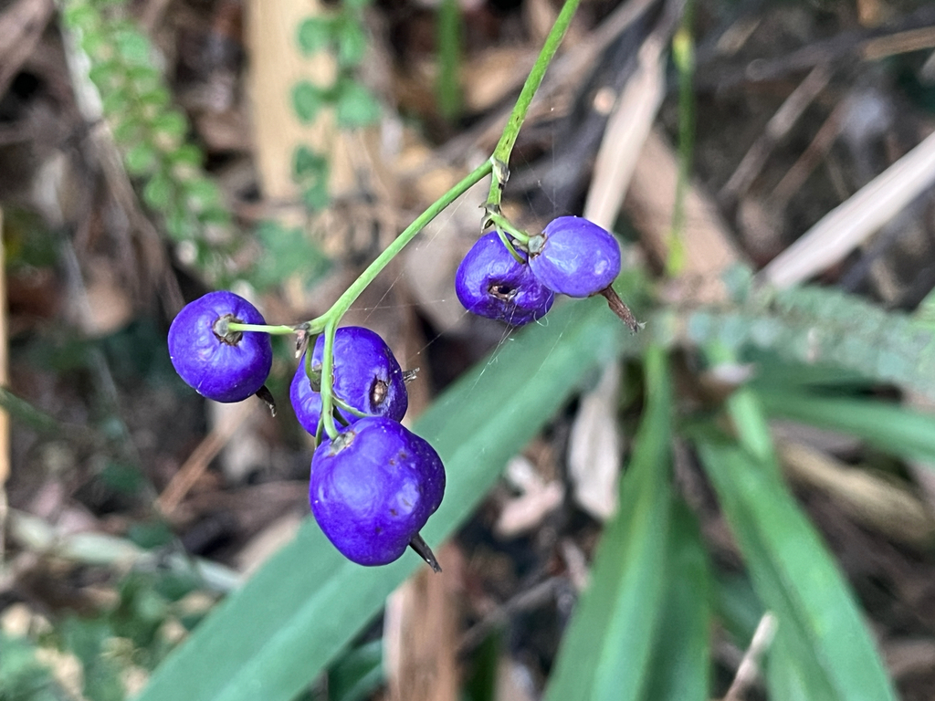 Cỏ lan chi – Dianella ensifolia