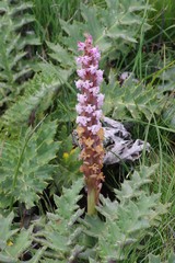 Satyrium neglectum