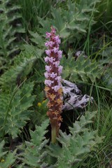 Satyrium neglectum