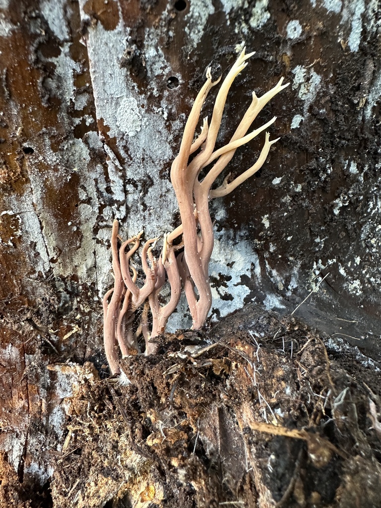 Ramaria apiculata