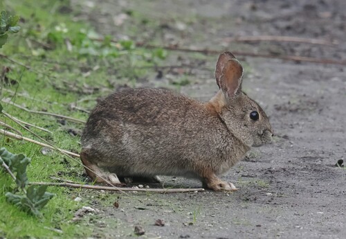 Brush Rabbit observed by jmaughn