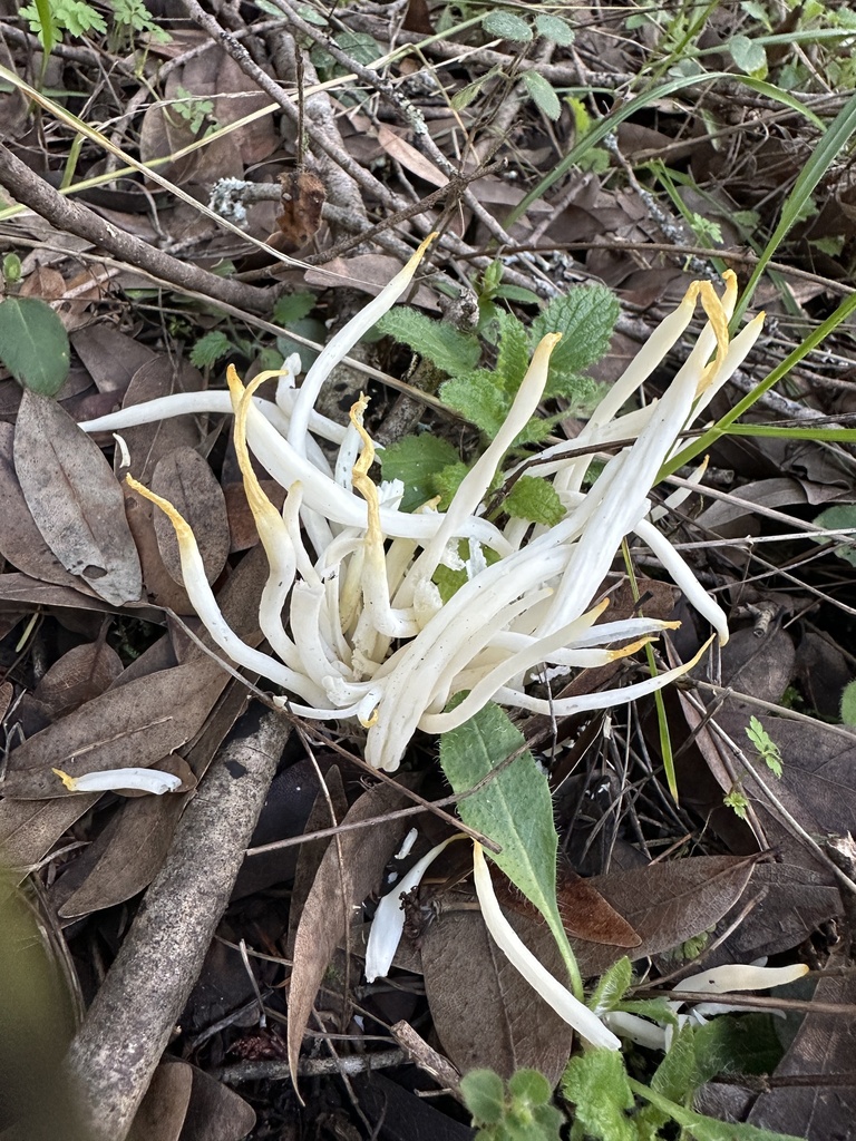 Clavaria fragilis · January 2026 · photo: © ocean_beach_goth (iNaturalist, cc-by)