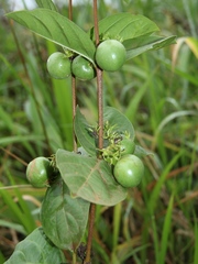 Vangueria venosa