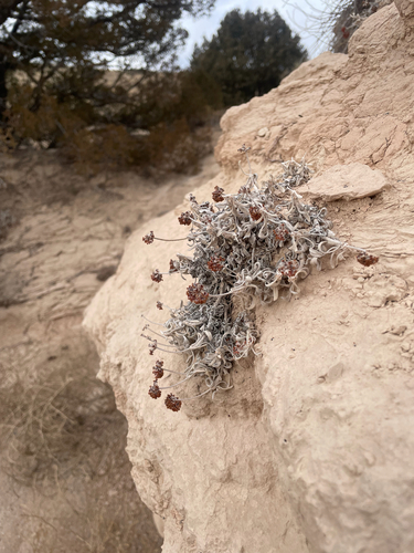 few-flower buckwheat (Eriogonum pauciflorum)