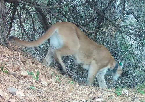 Puma