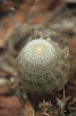 Echinocereus carmenensis