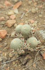 Echinocereus carmenensis