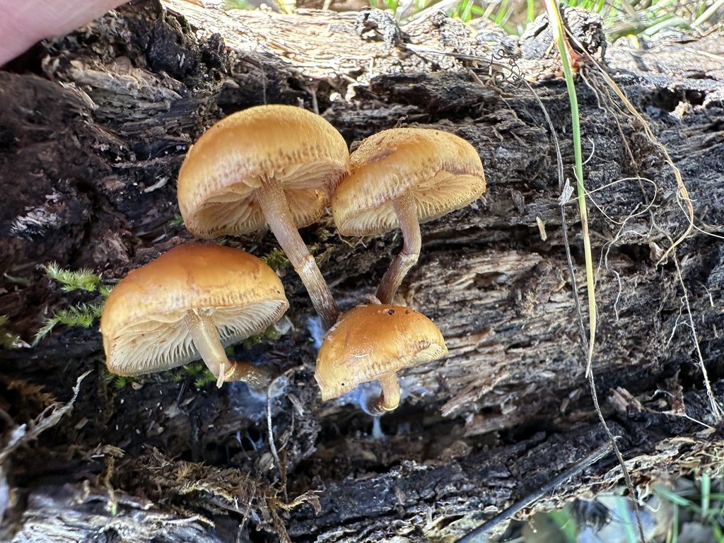 Galerina marginata · January 2026 · photo: © ocean_beach_goth (iNaturalist, cc-by)