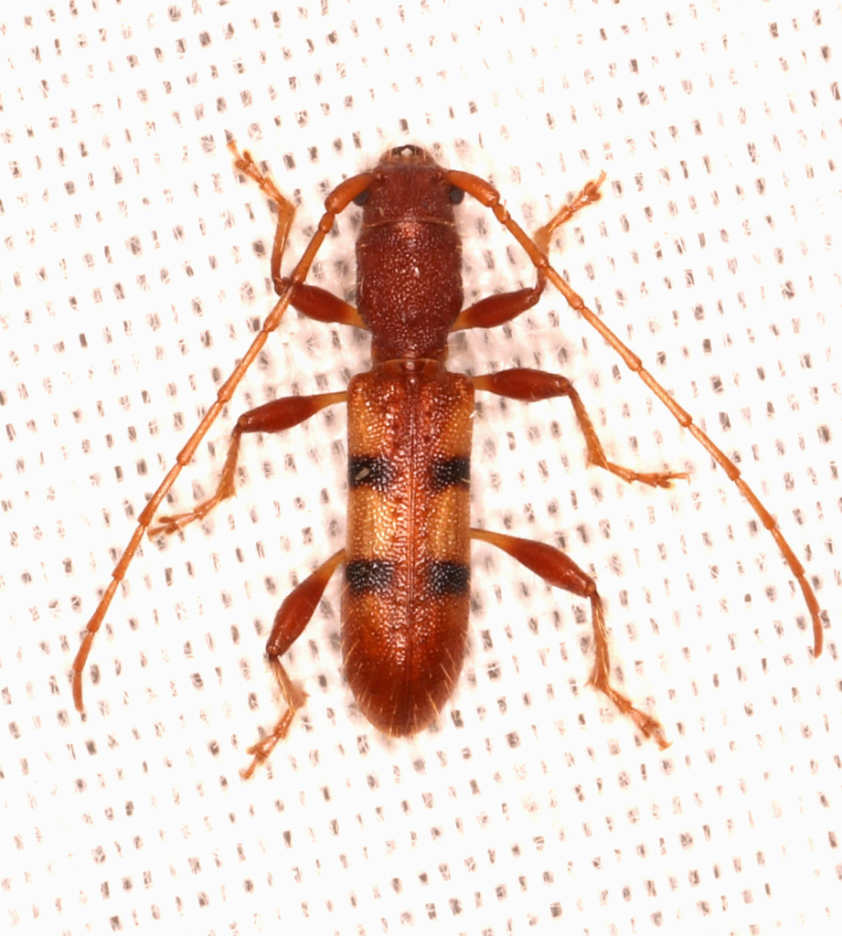 Transvaalobrium