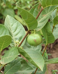 Vangueria venosa