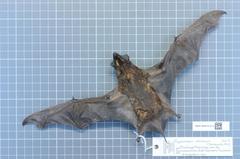 Cinnamon Dog-Faced Bat photo 2