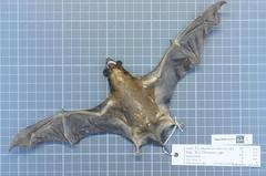 Cinnamon Dog-Faced Bat photo 3