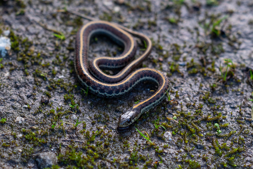 Thamnophis elegans terrestris observed by harrywu070413