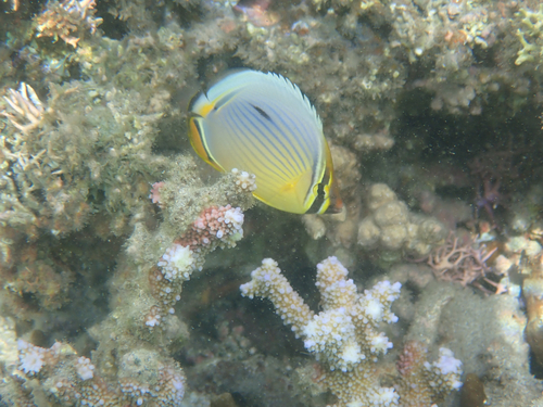 Indian Ocean redfin butterflyfish (Chaetodon trifasciatus) — Chaetodontidae — 5