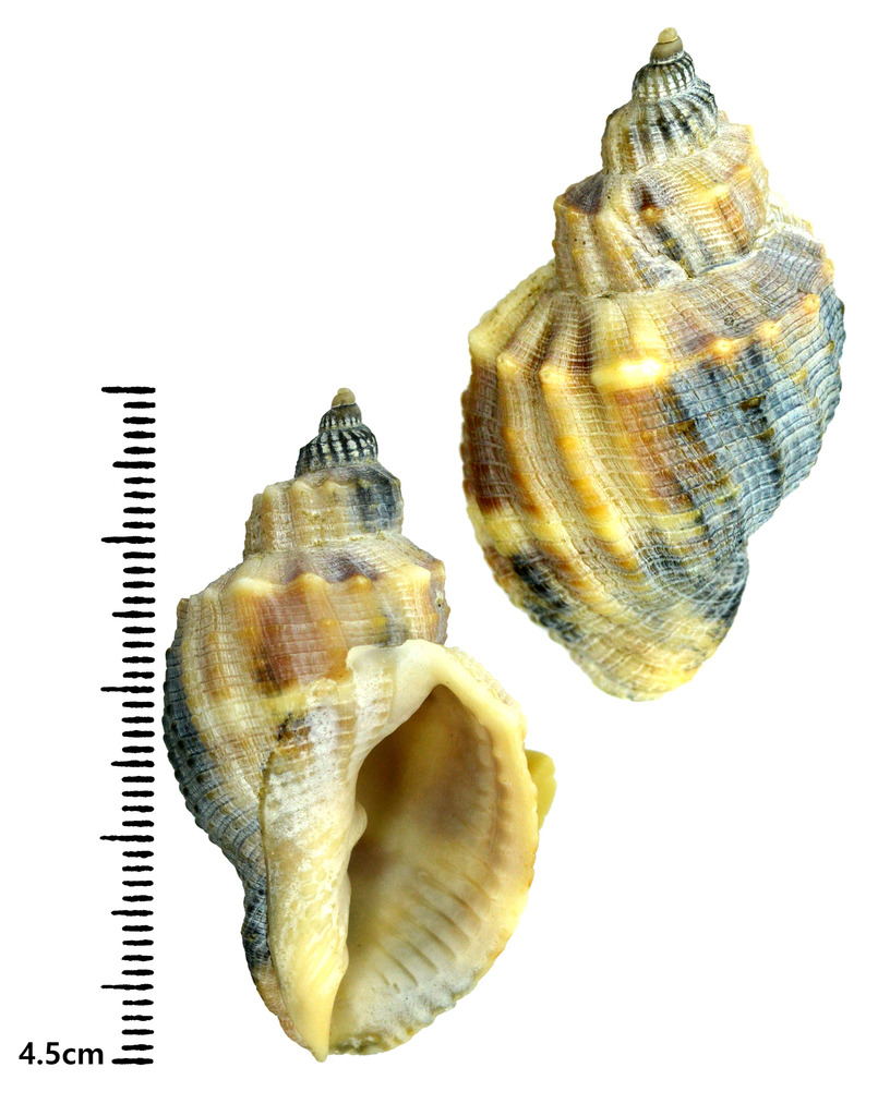 Sydaphera spengleriana