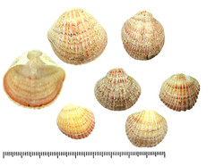 Brachiopoda