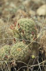 Echinocereus blumii