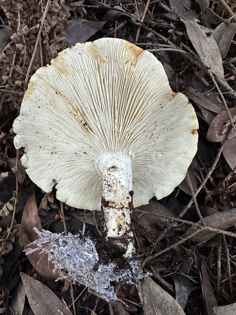 Leucopaxillus albissimus · January 2026 · photo: © ocean_beach_goth (iNaturalist, cc-by)