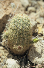 Echinocereus blumii