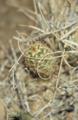 Echinocereus blumii