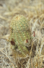 Echinocereus blumii