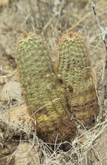 Echinocereus blumii