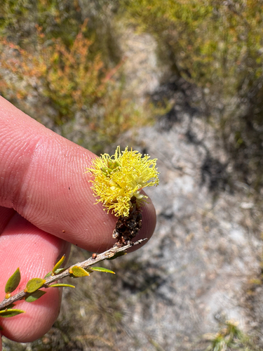 Sand Wattle Myrtle (Melaleuca thymoides)