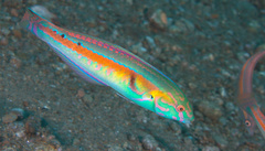 Goldstripe Wrasse photo 3