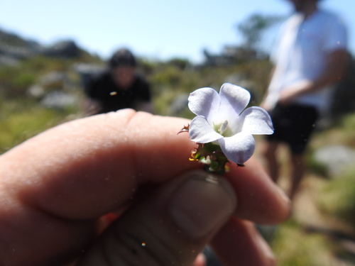 Image of Roella squarrosa by (c) Matthew Fainman, some rights reserved (CC BY)