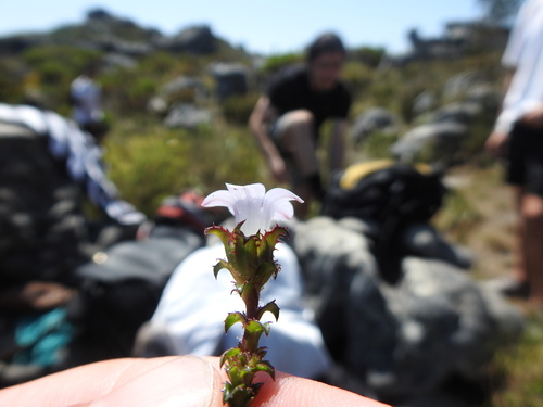 Image of Roella squarrosa by (c) Matthew Fainman, some rights reserved (CC BY)