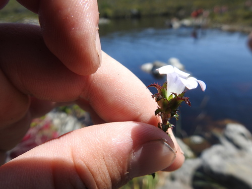 Image of Roella squarrosa by (c) Matthew Fainman, some rights reserved (CC BY)