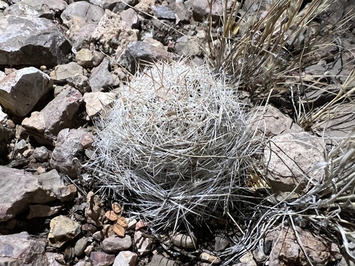 Pelecyphora duncanii