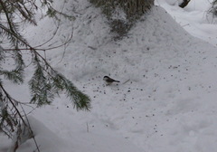 Poecile montanus