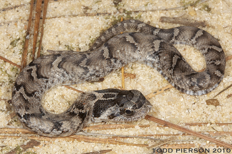 Maryland Biodiversity Project - Eastern Hog-nosed Snake (Heterodon