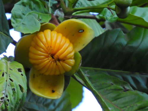 Dillenia serrata