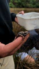Semnodactylus wealii